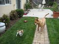 Sadie and new puppy 3