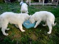 Oggi Trippa. Tre cucciole Abruzzesi mentre mangiano