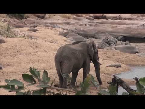 elefant