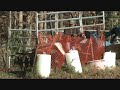 Delivering of Load of Manure
