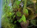 4 min video of Melanophryniscus stelzneri toads living inside a 29 gallon vivarium.