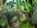 Video of my 29 gallon vivarium