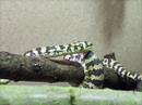 Reptilien Reptilien