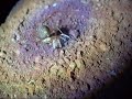 Spitting Spider Nabs Other Spider Spitting Spider Nabs Other Spider