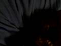 videos de Cho-Cho San finds the scent on my shirt