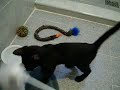 Sam pra adoção - Cats of Necropolis   =^:^=  vídeo 2