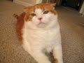 The Chub, In Loving Memory 1991 - 2008 The Chub, In Loving Memory 1991 - 2008