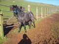 videos de George's Jumping Video =]