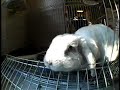 Sneezy Angel