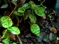 Orchidarium Orchidarium