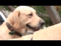 Las Mascotas de Ximena