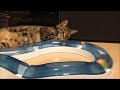Click here to watch this video Cat it～スピードサーキット～ 楽しいね♪Nonkoちゃん