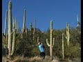 Tiger Woods, Steve Williams, Hank Haney (Larry, Moe, & Curly) Accenture Match Play