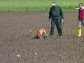 Malinois Zabo Airport Hannover  Fährtentraining