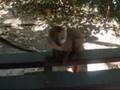 A little lemur in our campsite