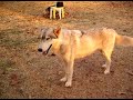Wolf Dogs