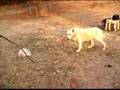 Wolf Dogs