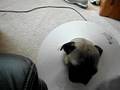 The Sleepy Pug-Bevo