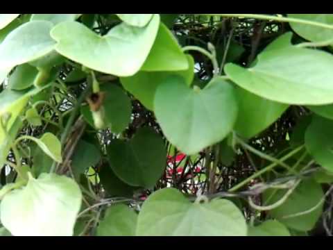 Dutchmans Pipe Vine Garden