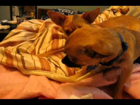 mexican train mexican train