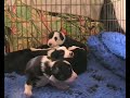 Border Collie puppies Border Collie puppies