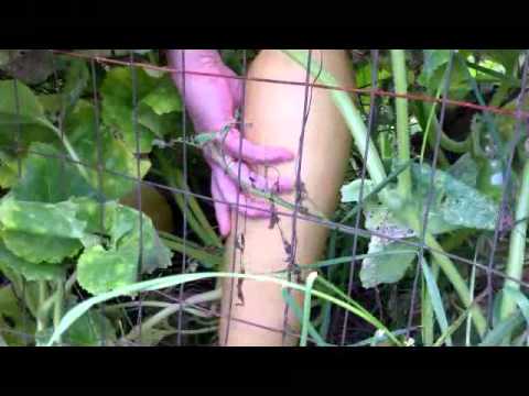 how to harvest squash and pumpkins