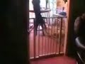 cat gets totally OWNED! cat gets totally OWNED!