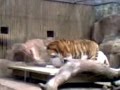 videos de Enriquecimiento ambiental de Felinos