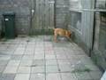 videos de Mechelse Herder 'Laika'(4mnd)