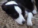 dogs playing in garden