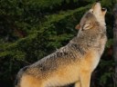 wolves sing autum of life (Tenchi universe)