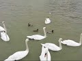fais moi cygne