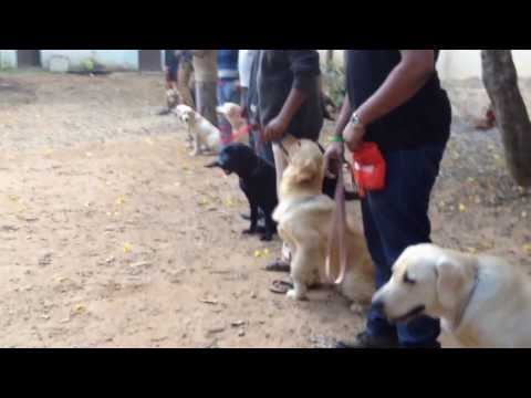 Simba the cute labrador ……….he’ s all grown now…….Training with his friends