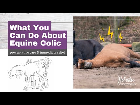 how to cure equine colic