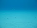 Eagle Ray op Cas Abou (Curacao)