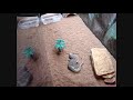 compalition of my reptiles