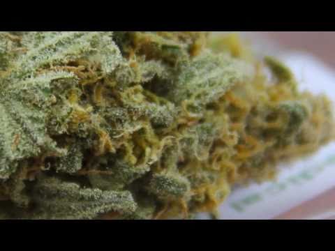 blue berry weed
