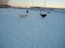 Fun at the dog park