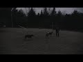 Mercedes First Frisbee Catch - Derry Dog Park
