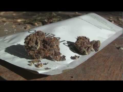 tokin daily: rise above