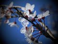 Click here to watch this video When the roses bloom again by Nanci Gilliver