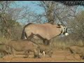 South African Bow Hunting - Limcroma Safaris South African Bow Hunting - Limcroma Safaris
