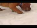 videos de PITBULL