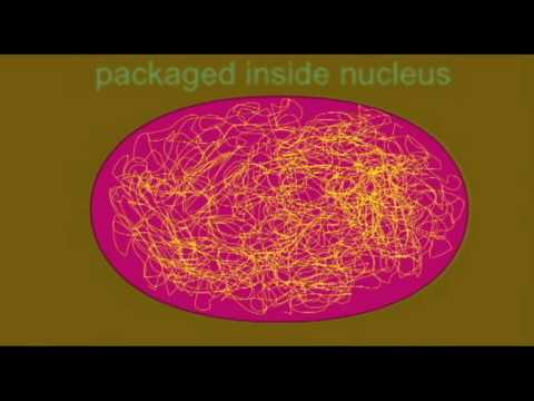 AP1: CELL: NUCLEUS