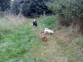 May Benson Basil Millie Denver Wisey Rusty