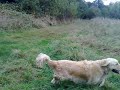 May Benson Basil Millie Denver Wisey Rusty