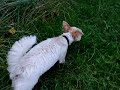 May Benson Basil Millie Denver Wisey Rusty