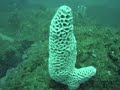shark diving,forster,australia