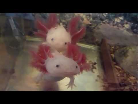 how to make axolotl gills grow