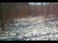 Camp site and Red tail Hawk part 1